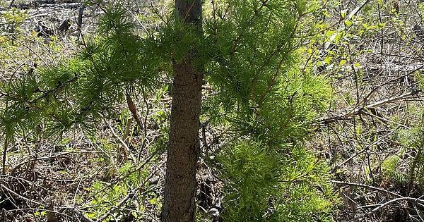 Soft needled trees I found on a hike today near Coeur d Alene, Idaho