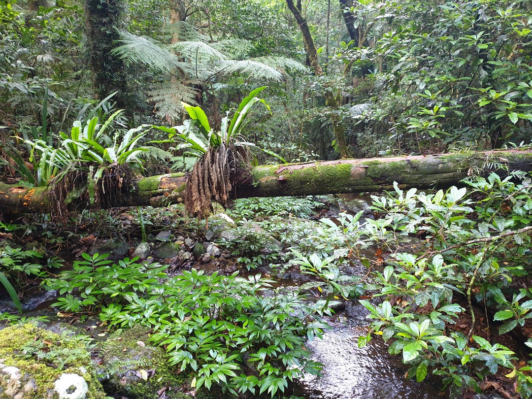 DO go chasing waterfalls. Albert River Circuit, Lamington National Park. QLD, Australia.