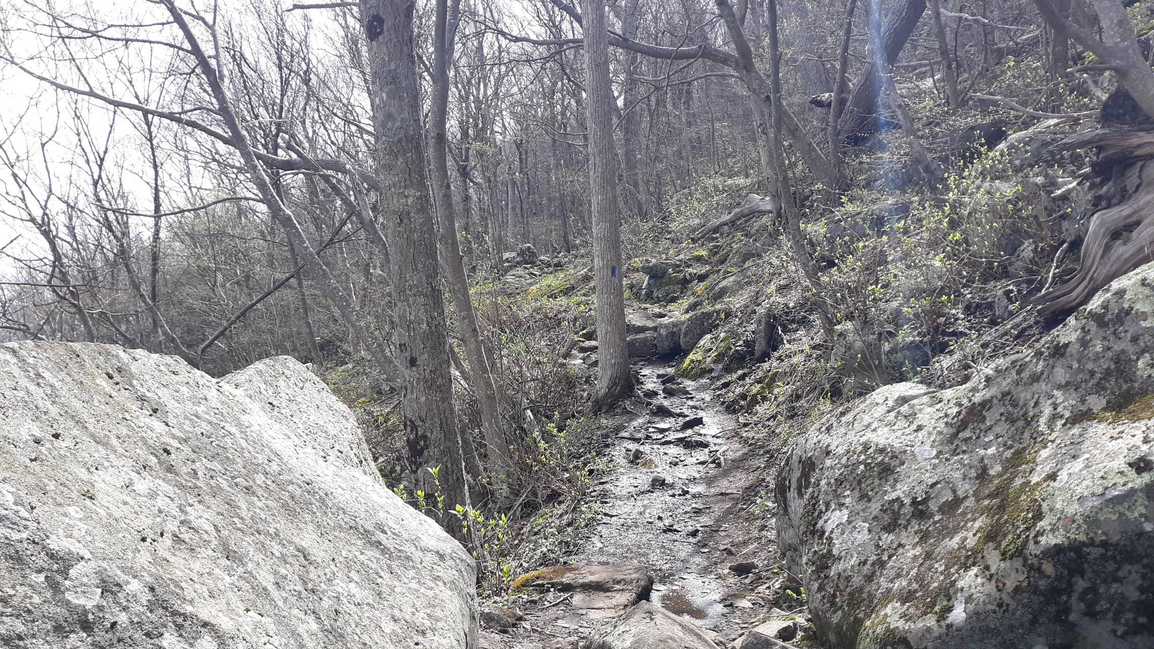 Following the blazes – Flat Top Mountain, Blue Ridge Parkway, Virginia, USA