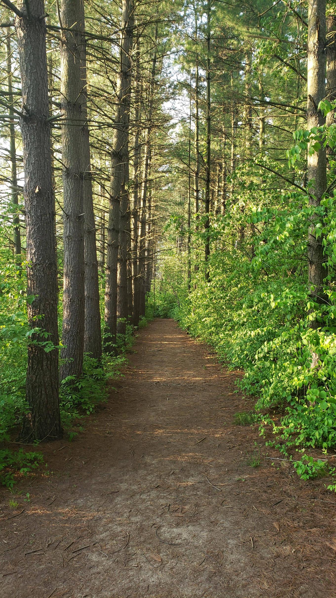 OC Trail I hiked today.