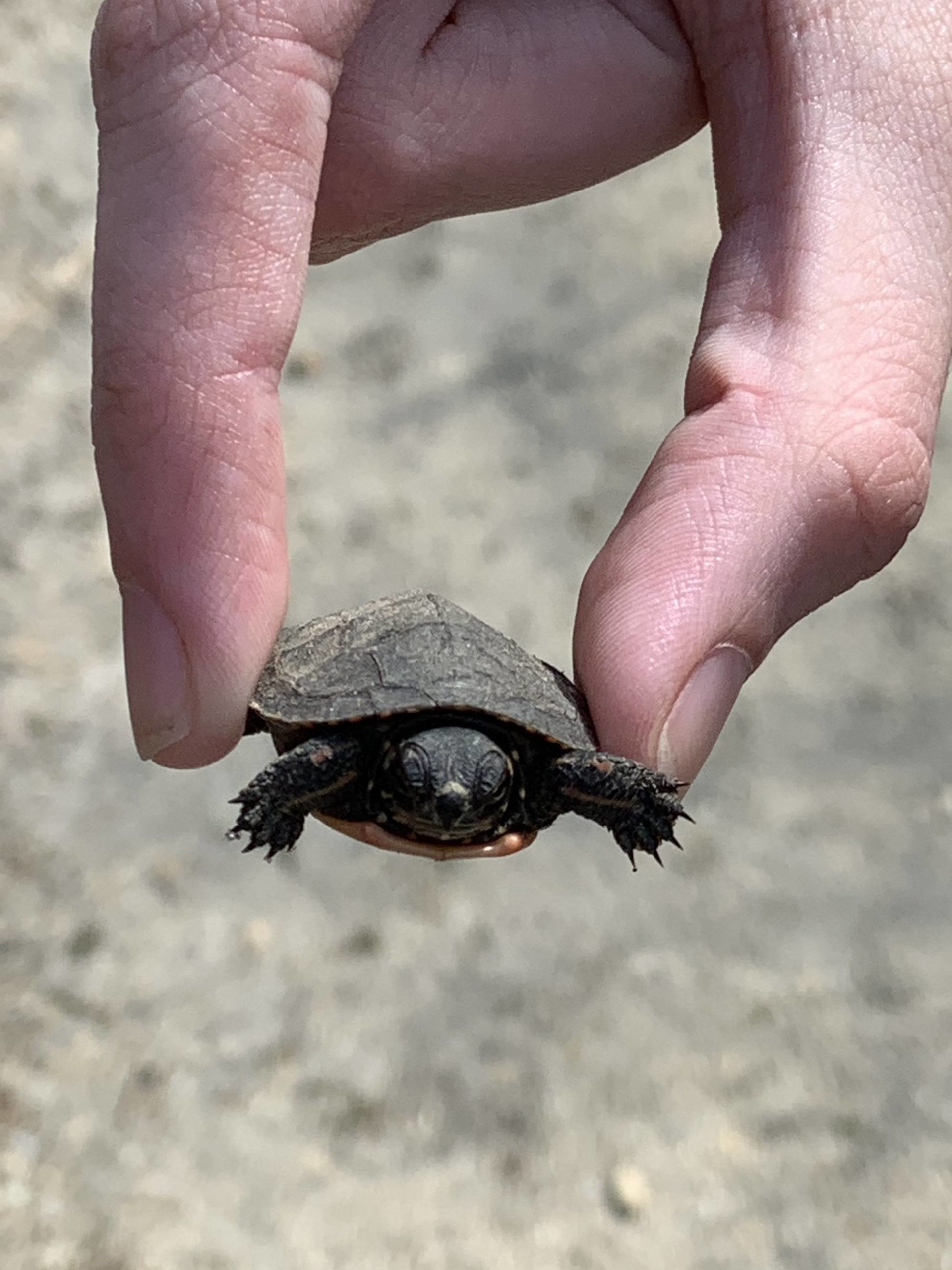 Found a baby turtle in the middle of a hiking path last month. Fingers for scale