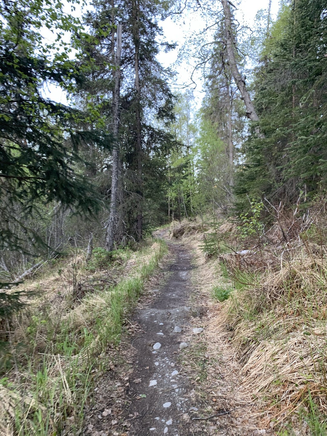 Resurrection Pass, Chugach National Forest, AK, USA