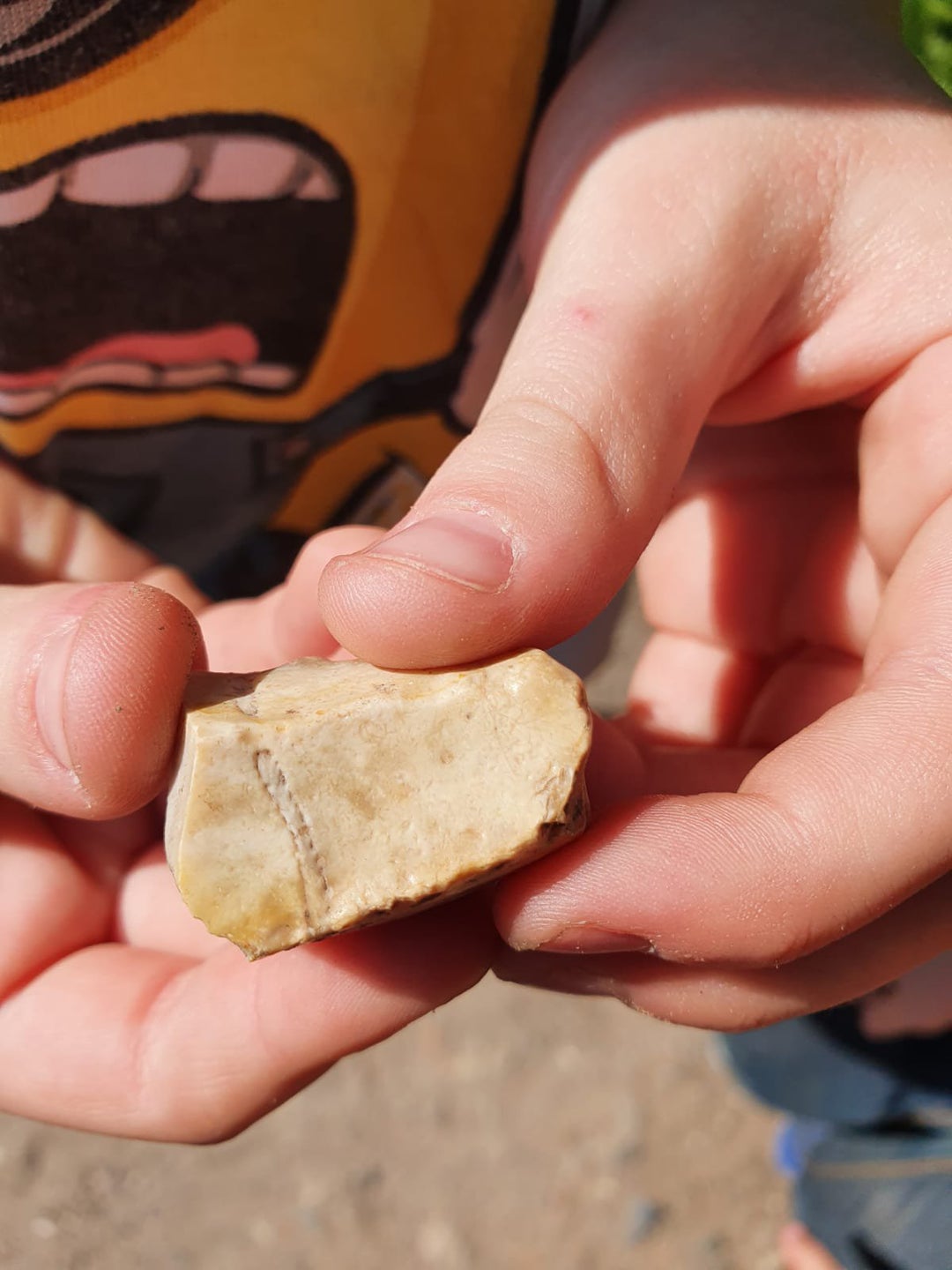 What is this thing inside this rock Found while hiking in northern Germany.