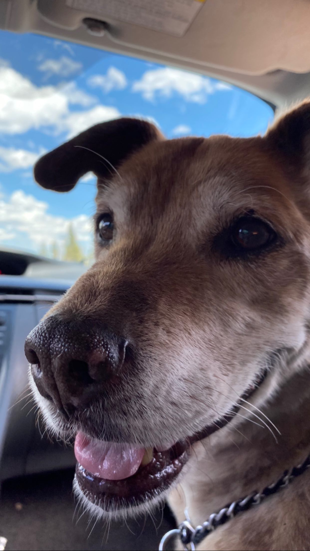 Took this good boy on a long needed hike. I think he was pretty pleased with that decision.