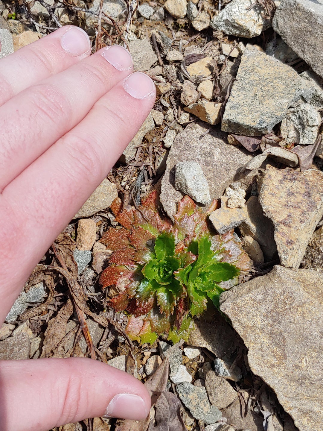 Found this little dude while hiking today. Hand for scale. WA, USA