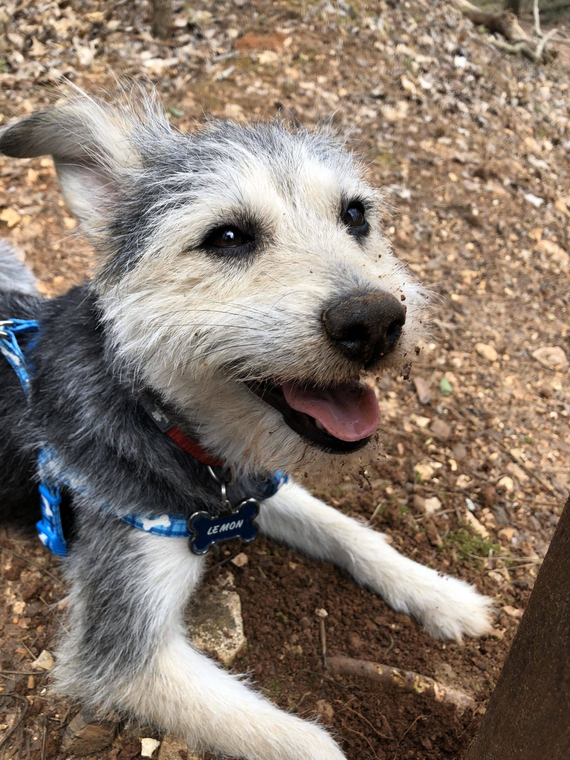 Heres my dog Lemon on her first hike