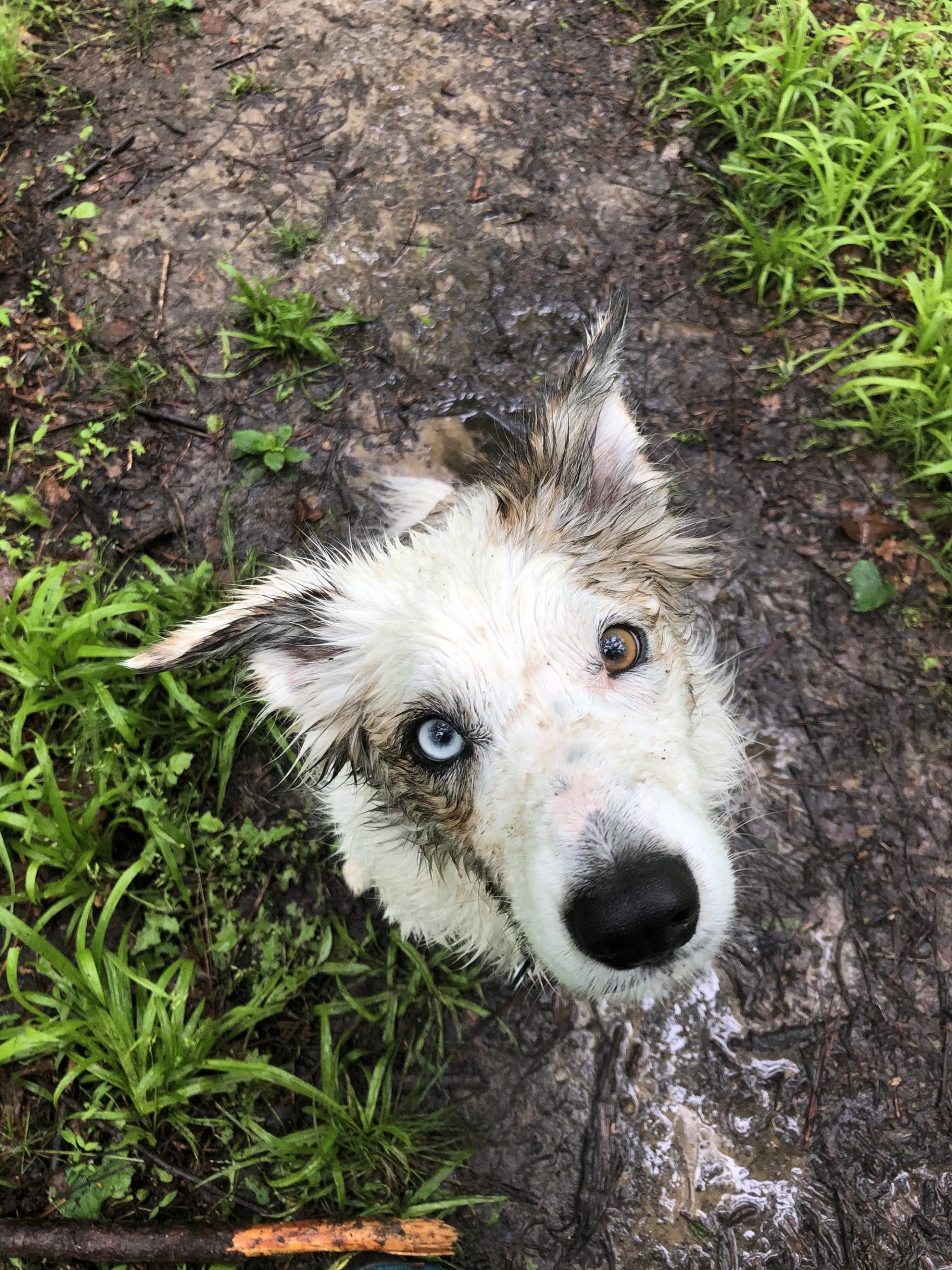 Nothings better than a hike in the woods after the rain.