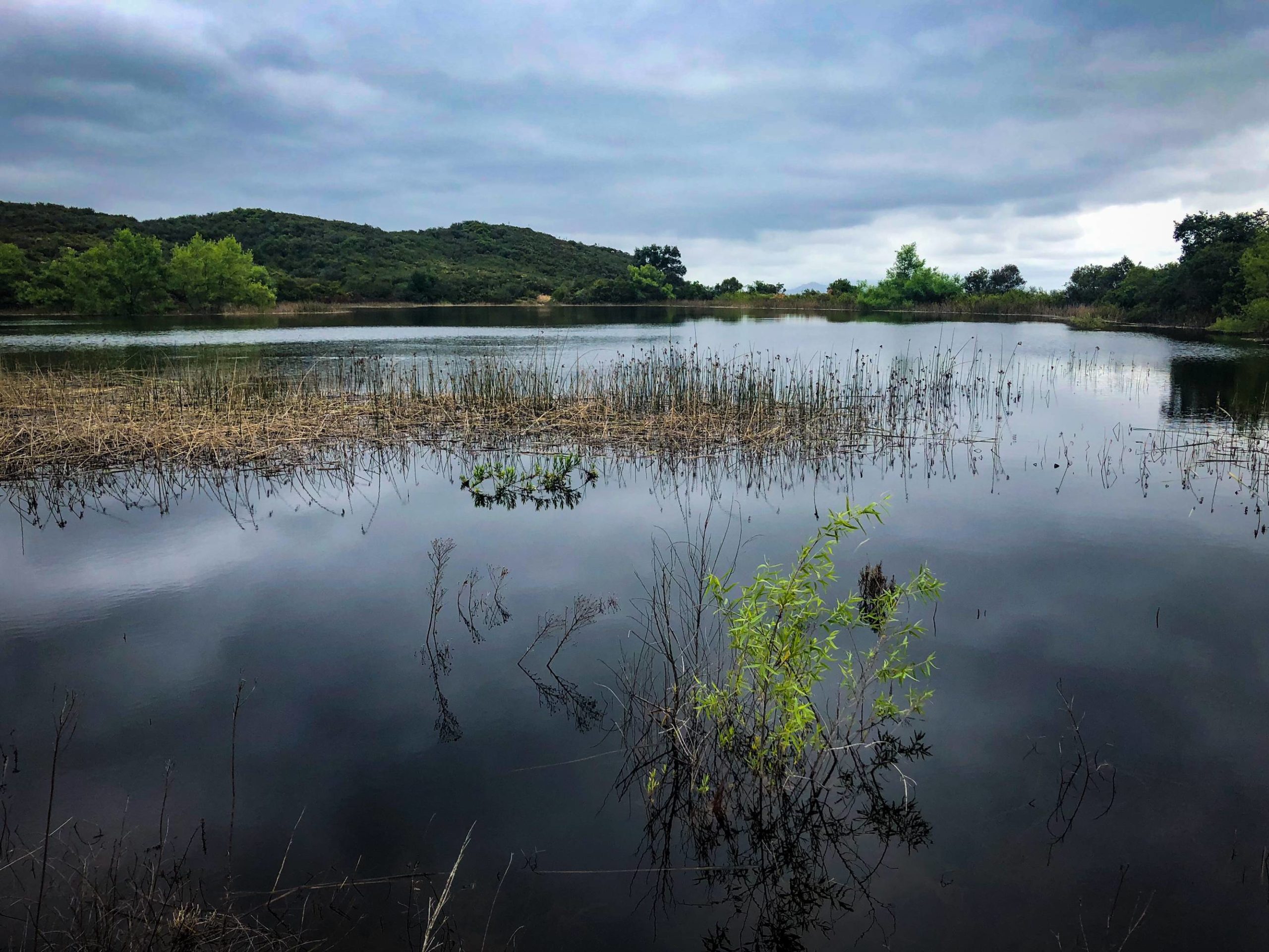 It was a moody day on the Sage Trail leaving out of Daley Ranch but definitely one of the prettier San Diego hikes Ive been on.