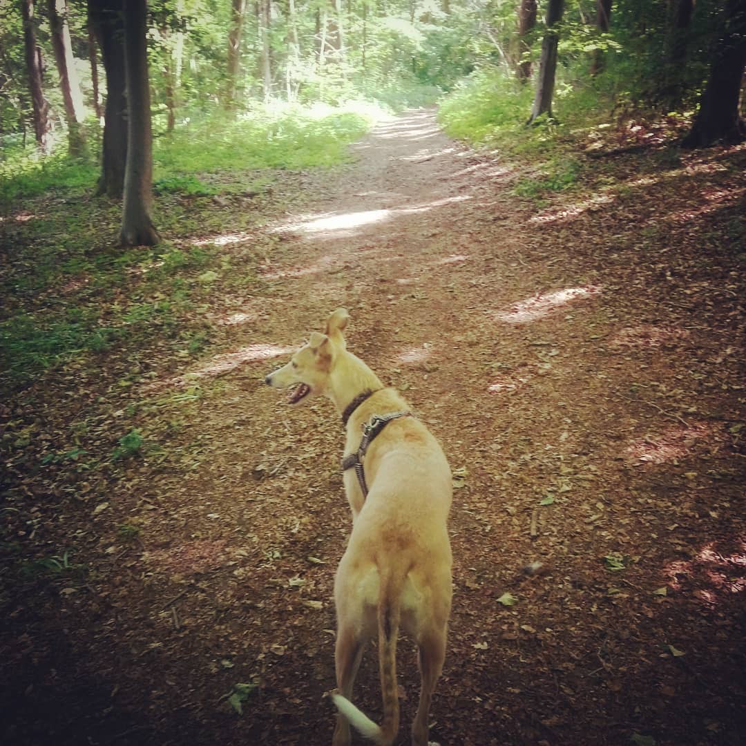 Morning woodland walk…dog doggo dogsofinstagram lurcher lurchers lurchersofinstagram o…