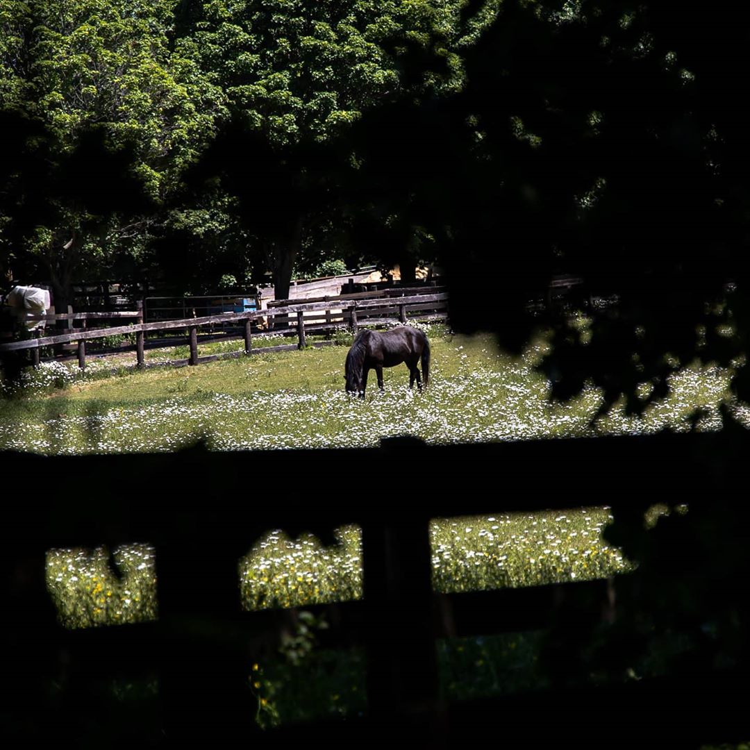 Hiking brought us to the back of a horse farmwalking nature hiking walk photography natureph…