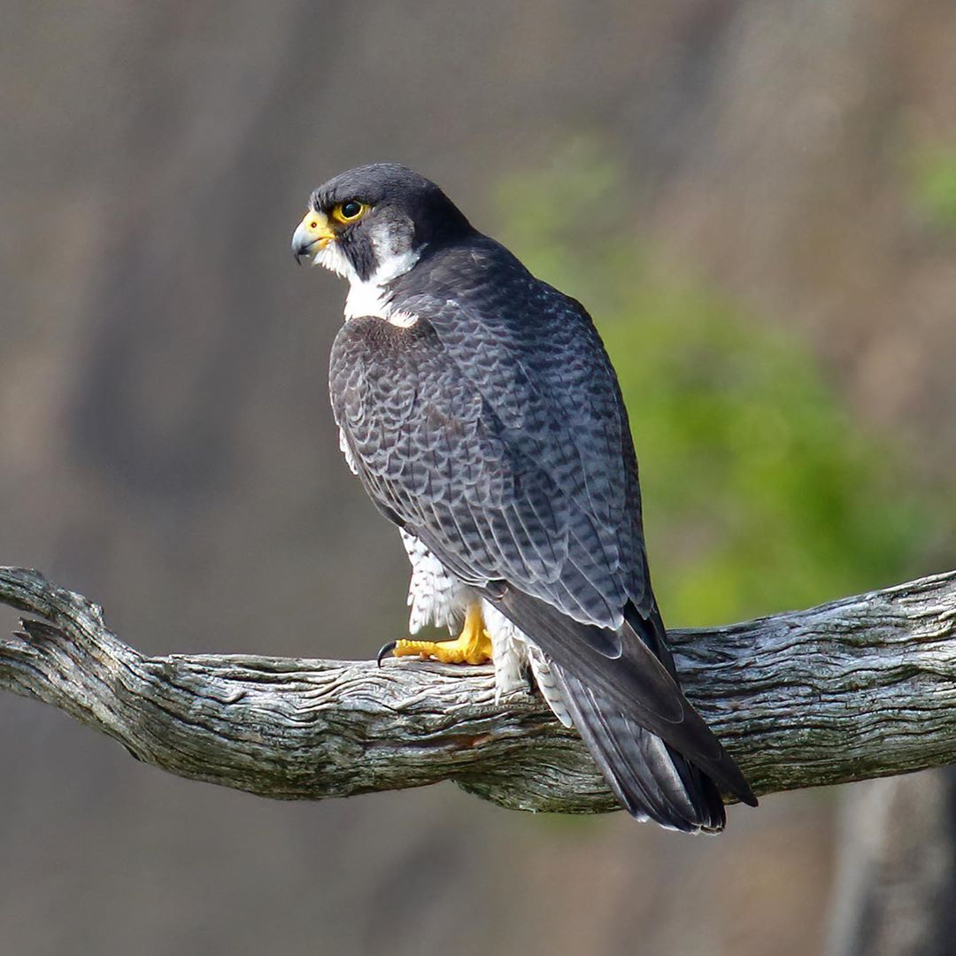 Saw a couple of Peregrine Falcons out at the Palisades Interstate Park in New Jersey today. Beautifu…