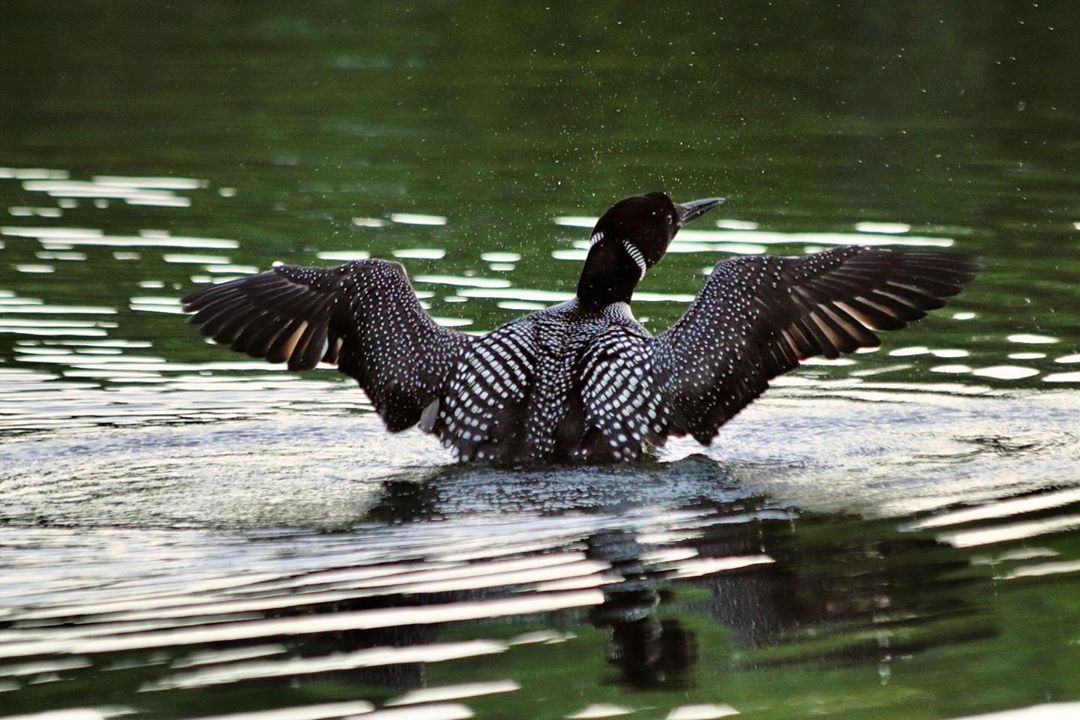 loon loons ontariobirds bird birds outdoors outdoorontario wings loonsofinstagram kawartha…