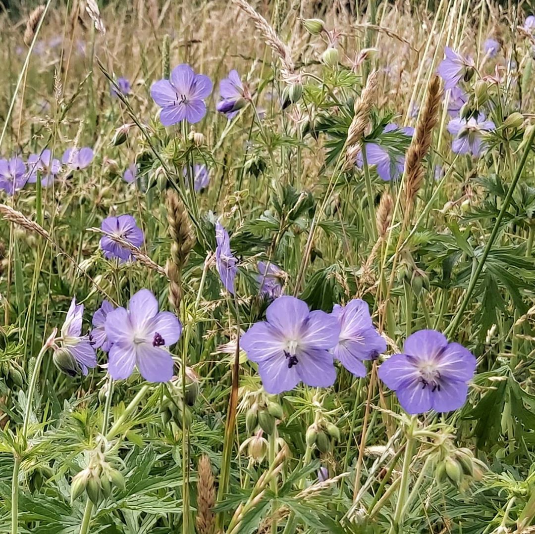 Beautiful people flowers I saw on a walk yesterday. nofilter nature flowers naturephotograph…