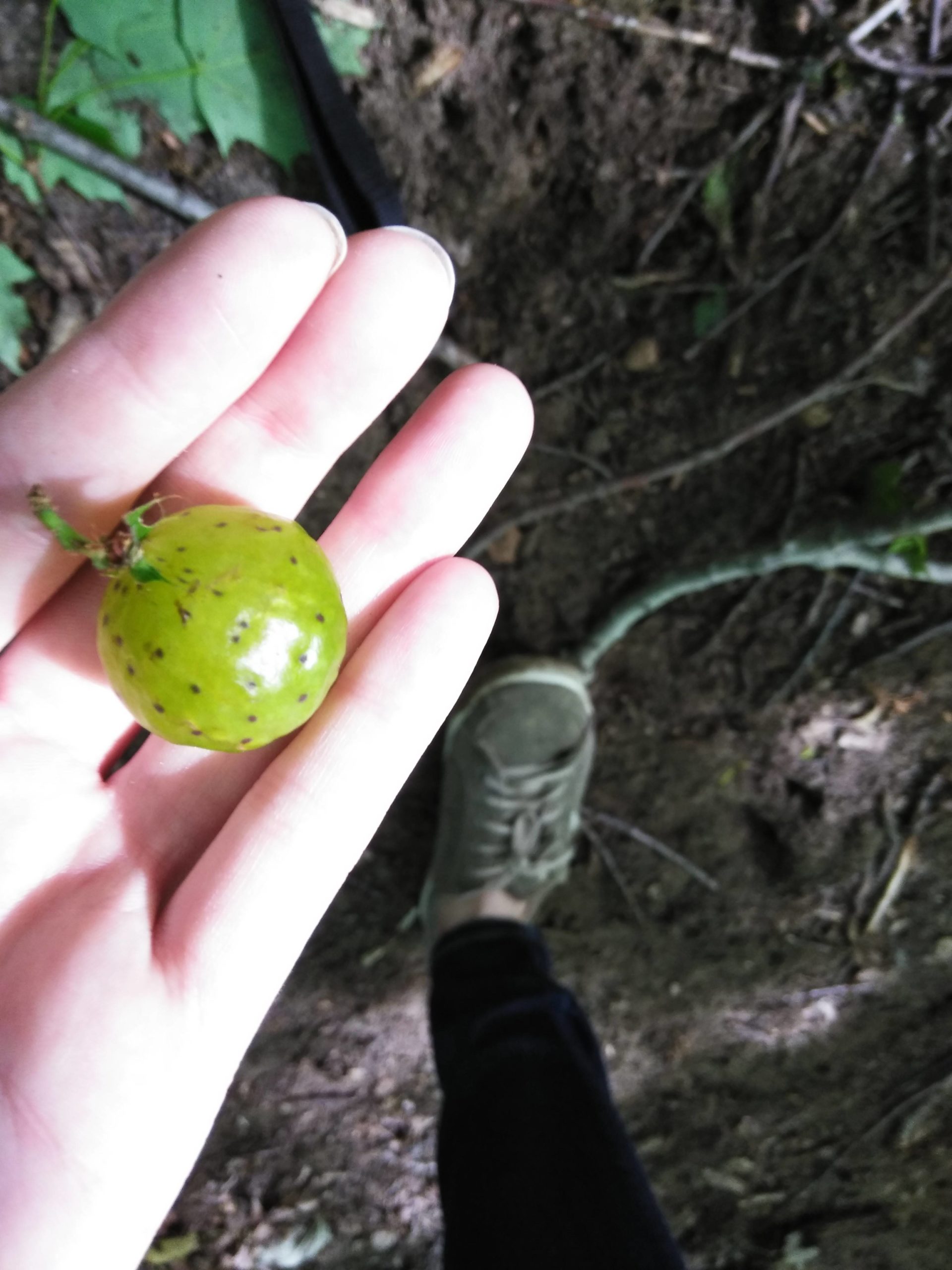 What is this weird seed thing I found while hiking