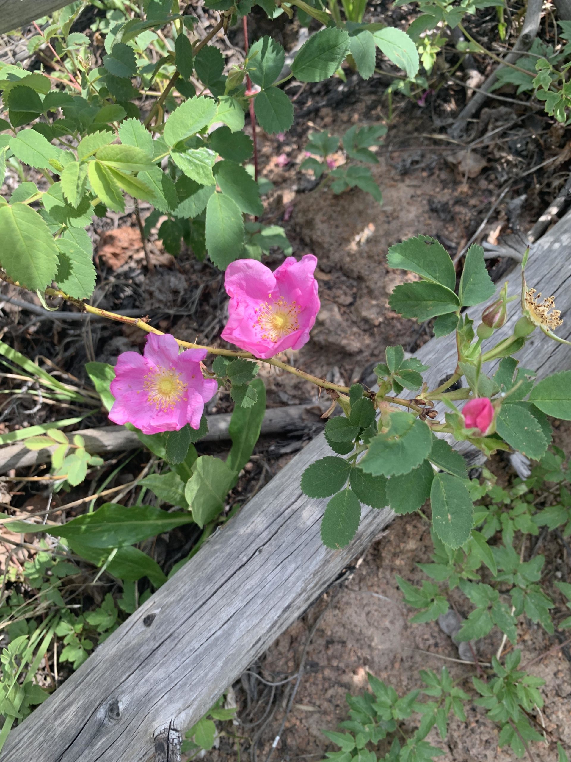 Whats this plant I think it is wild rose. Mountain hike 66