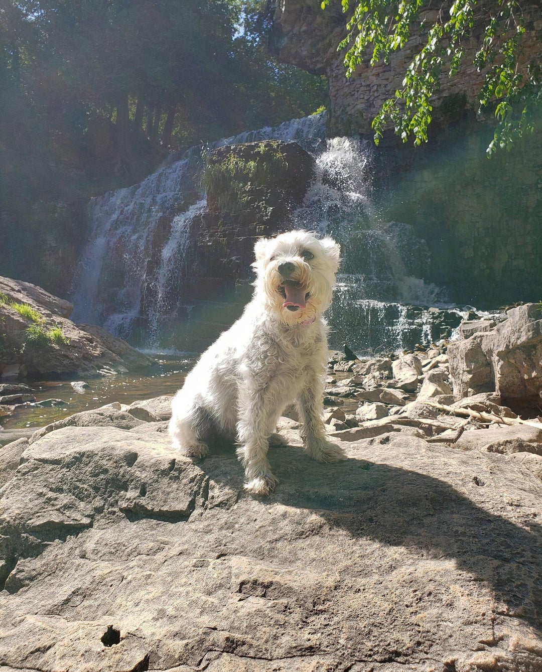 Almost 13. Heart disease. Bronchitis. Lumpy and hardly any teeth. But she hiked almost 4kms today up and down the Niagara escarpment. Brought her carrying pack just in case and didnt need it