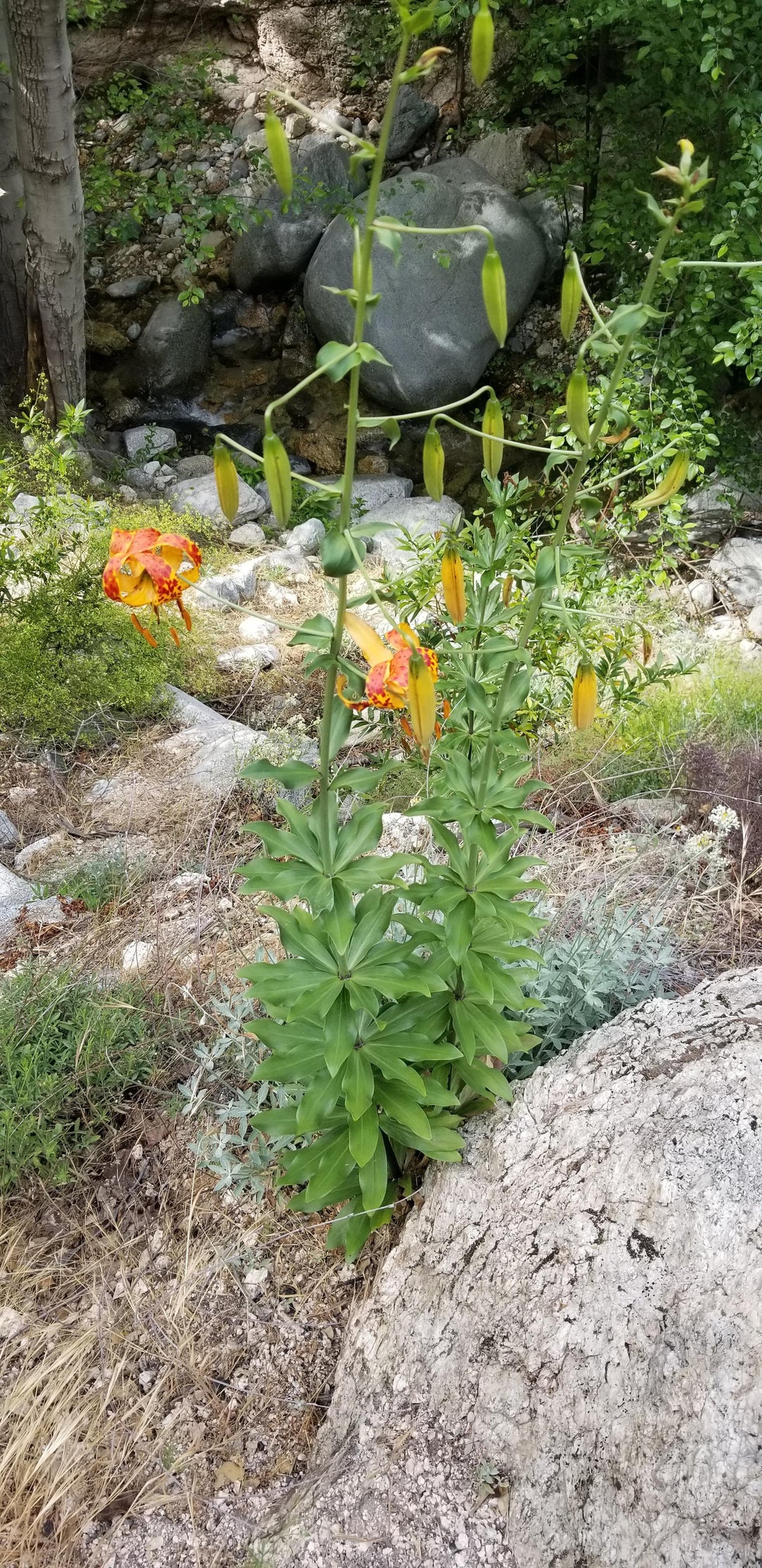 Found this on a local hike Angeles National Forrest, CA. Any ideas More pictures on the link. Thanks