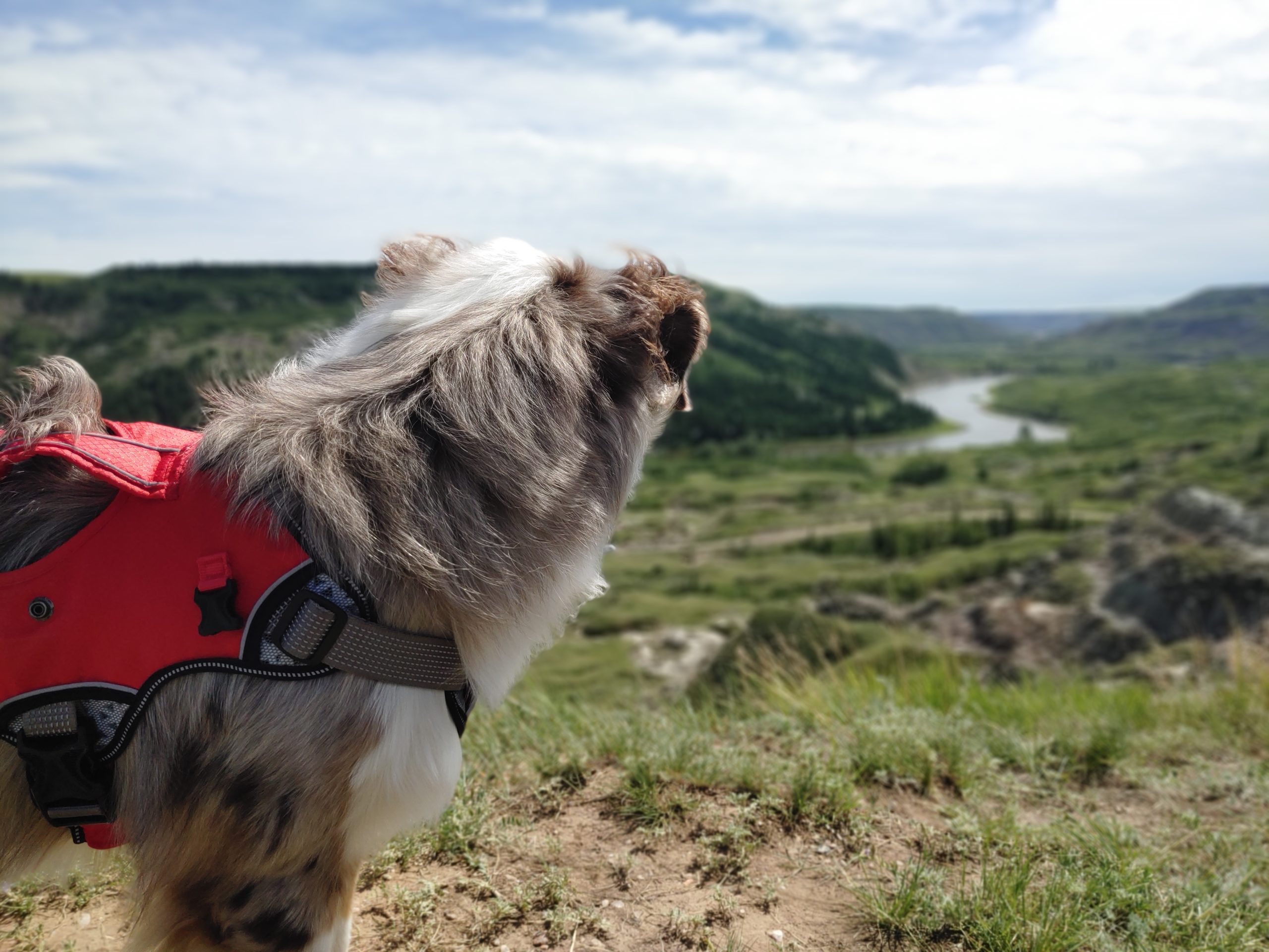 Took Digger out for a hike.