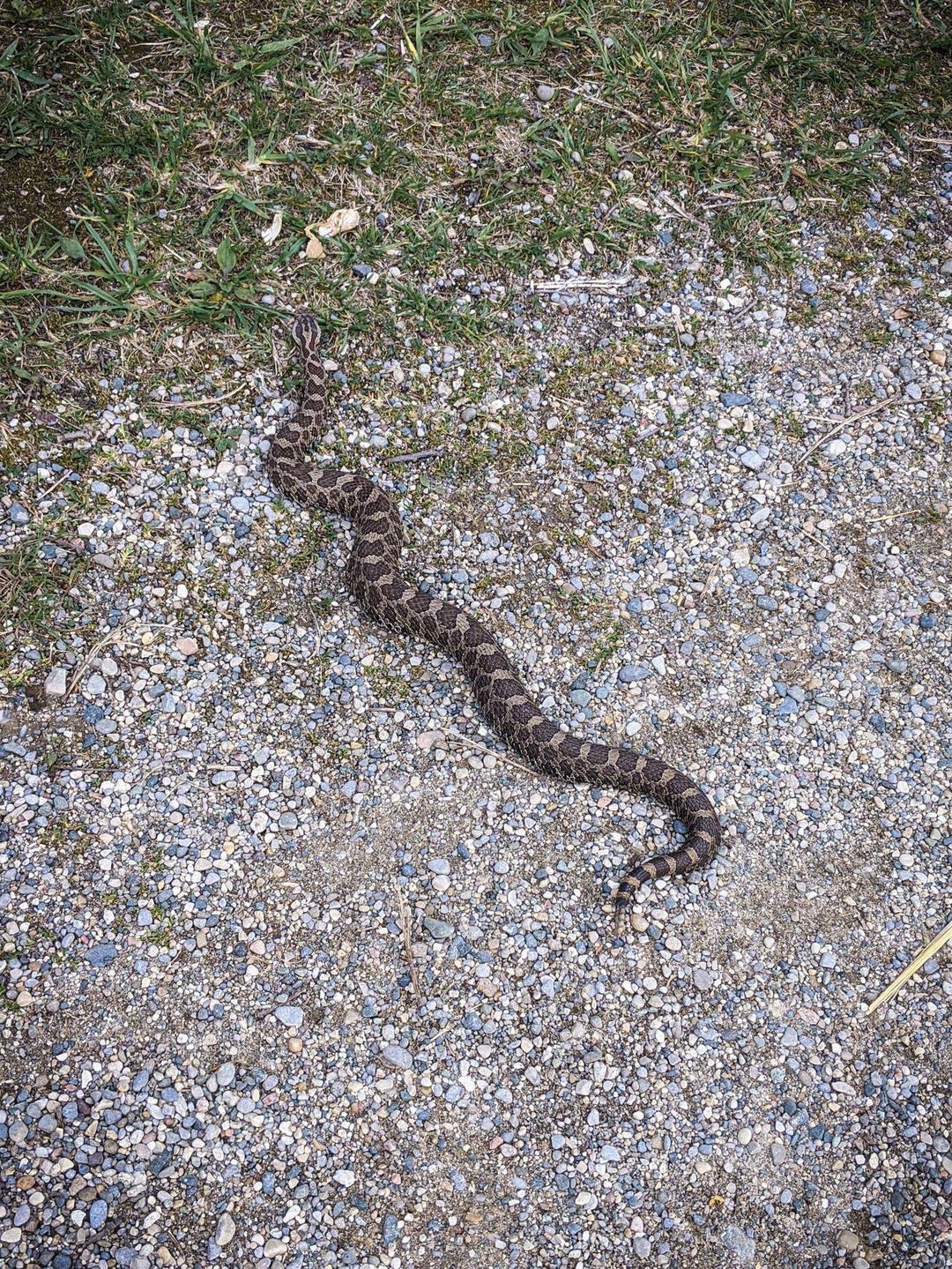 Rare Massasauga rattlesnake I was honored to stumble upon, Michigan, US.