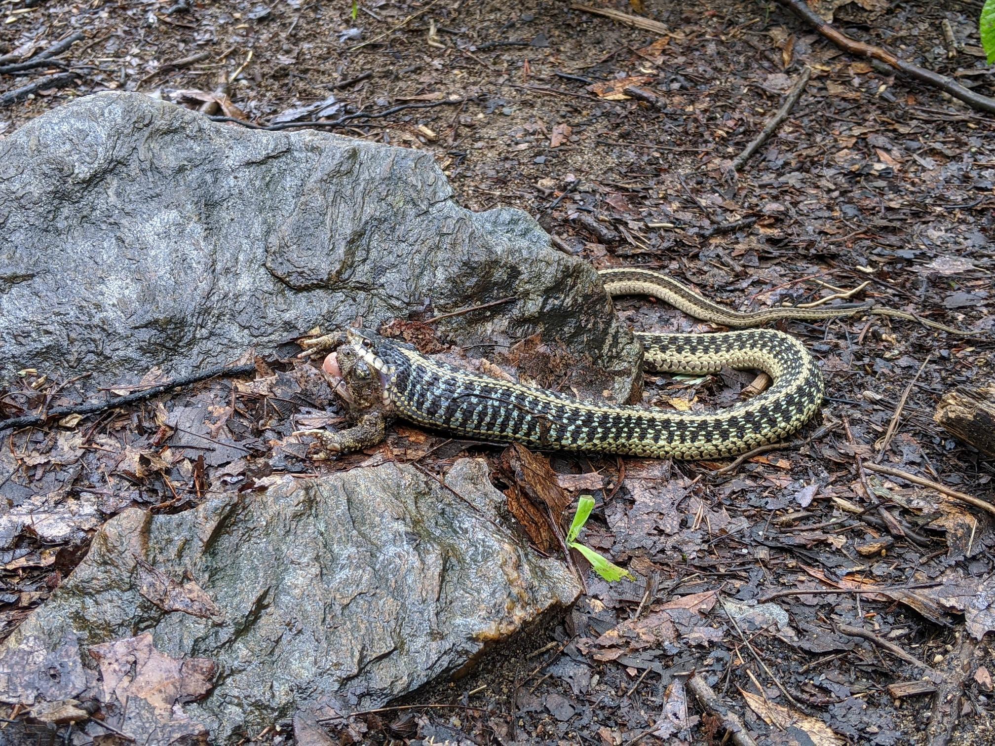 While hiking I thought I had found a massive skink…