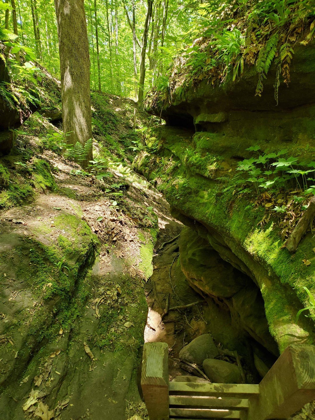 Frisz Ravine, Shades State Park, Indiana, USA