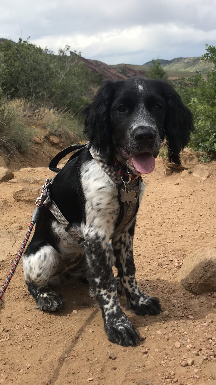 Grey likes to hike