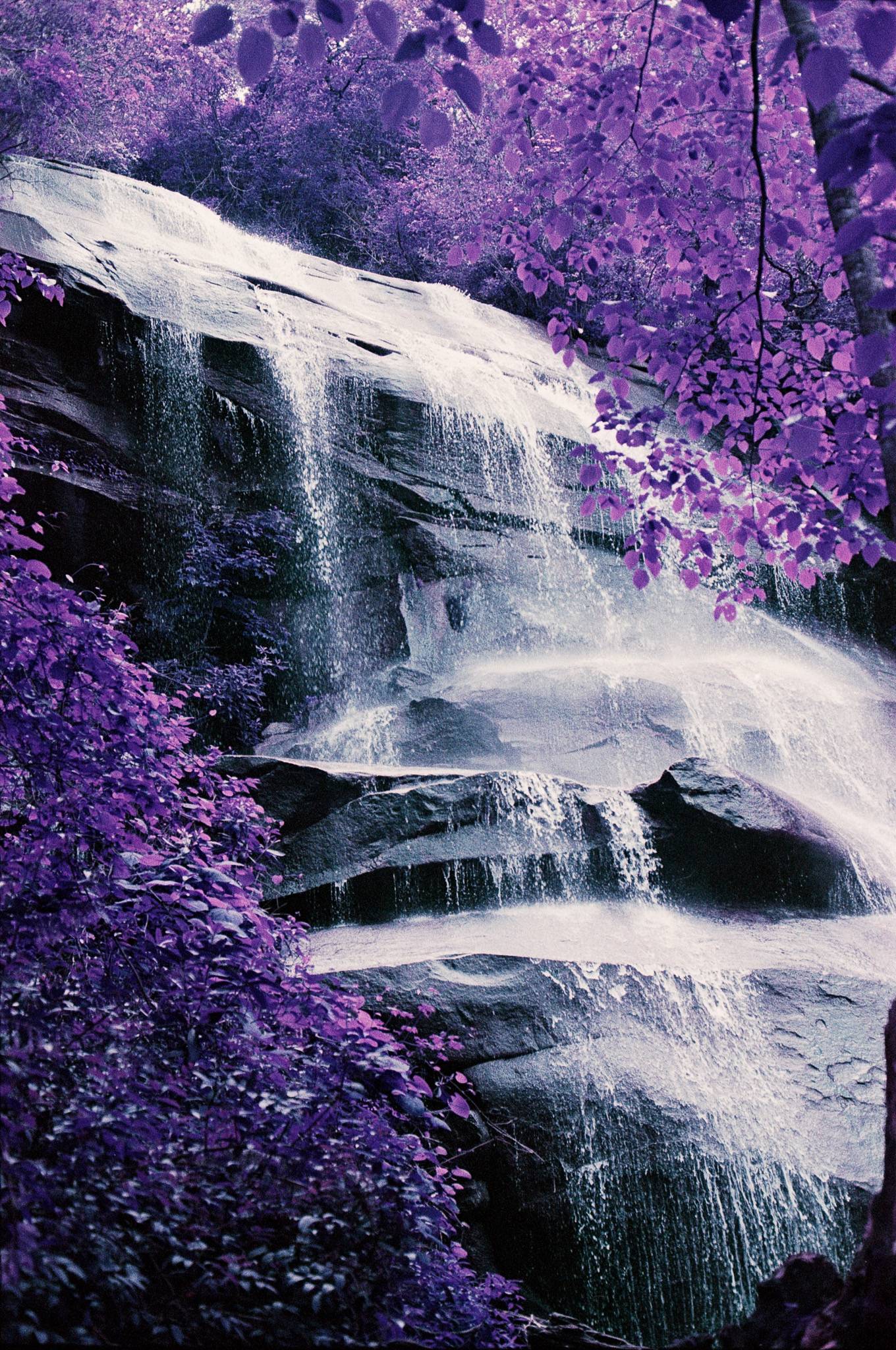 Weekend Hike-Lomochrome Purple in F100 w50mm 1.8