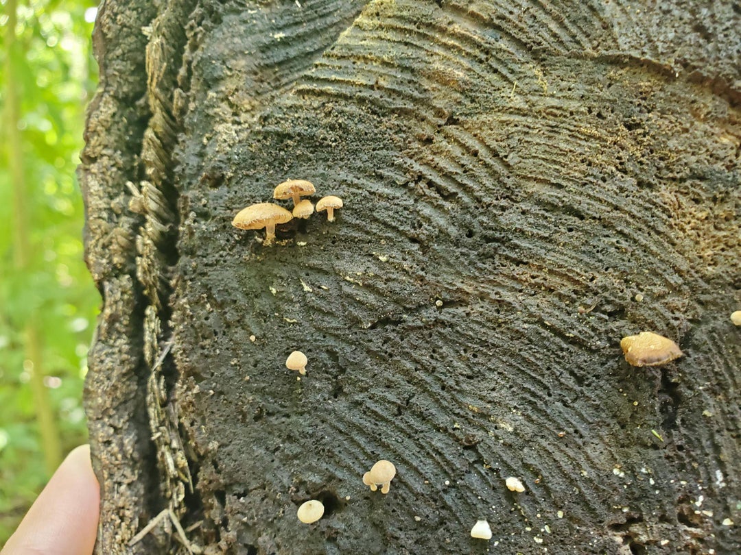 Went hiking and found some cool little dudes