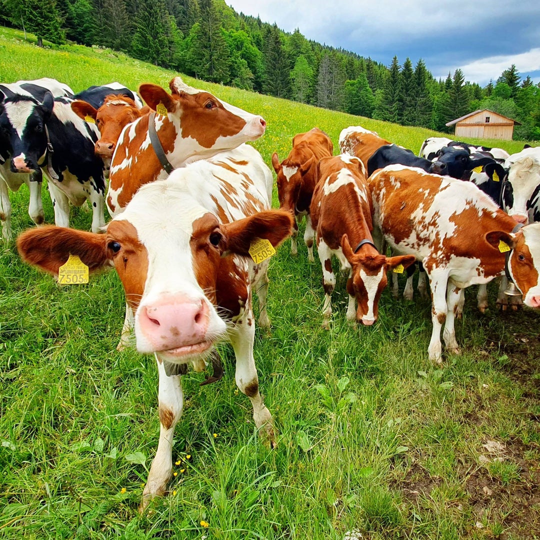 Some curious cows on our hike in the Jura. rSwitzerland