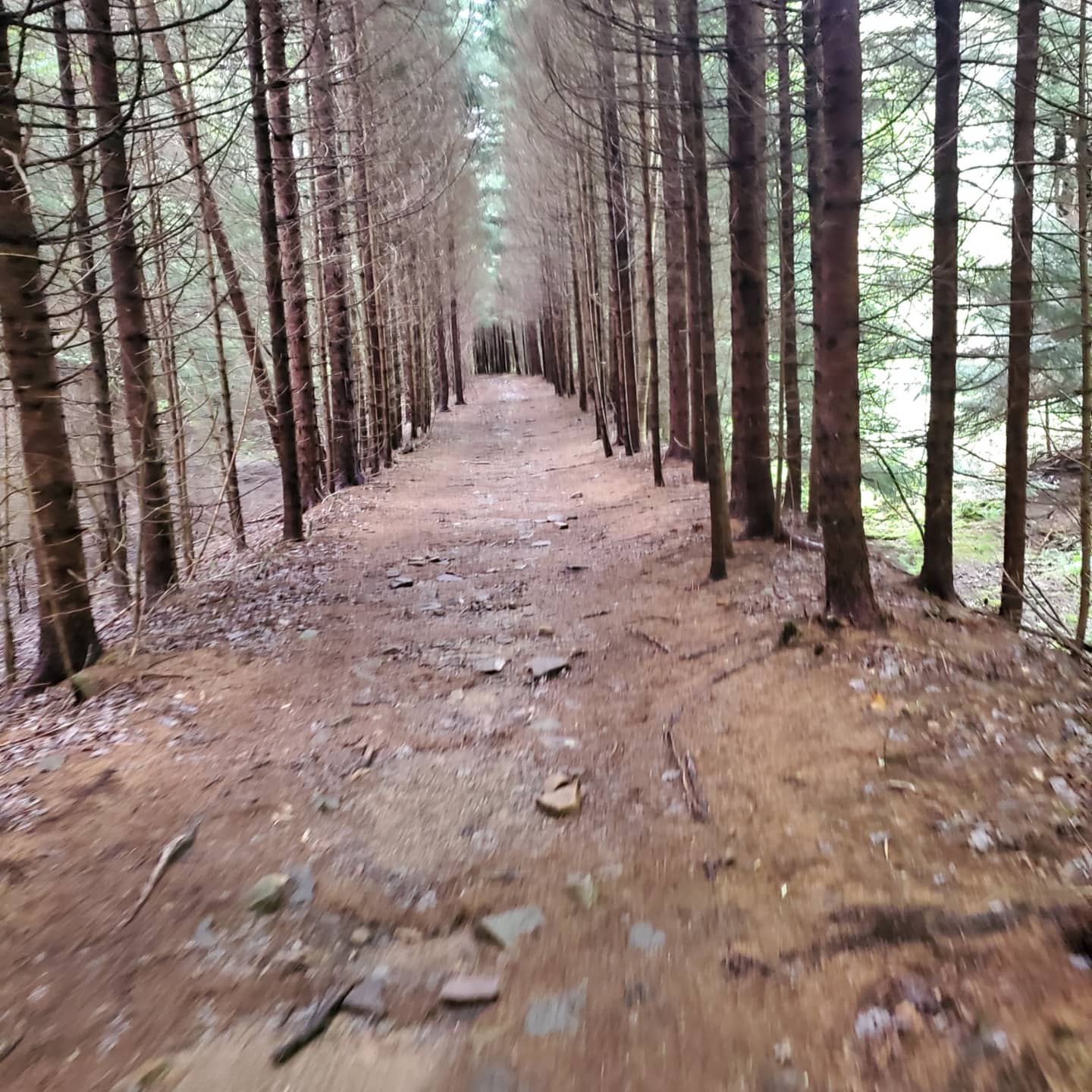 Seneca creek trail, spruce knob, West Virginia, USA