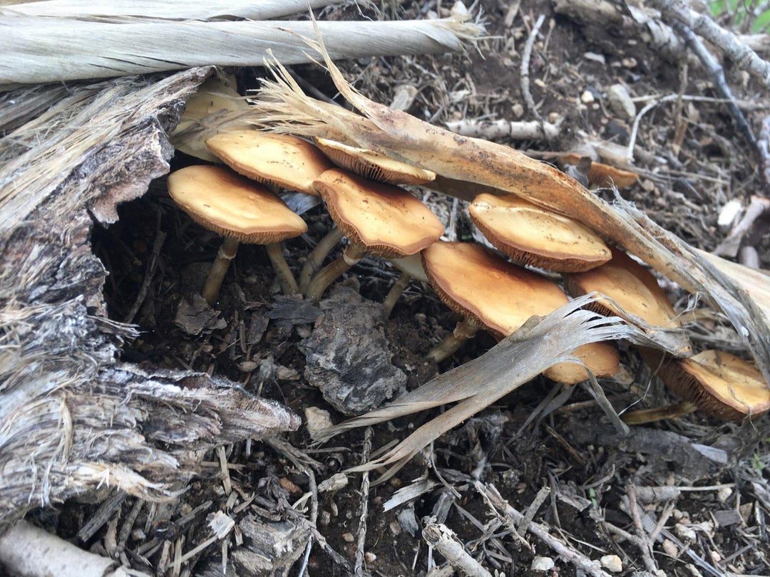 In the PNW. Found these on a hike. Anyone know what they are.