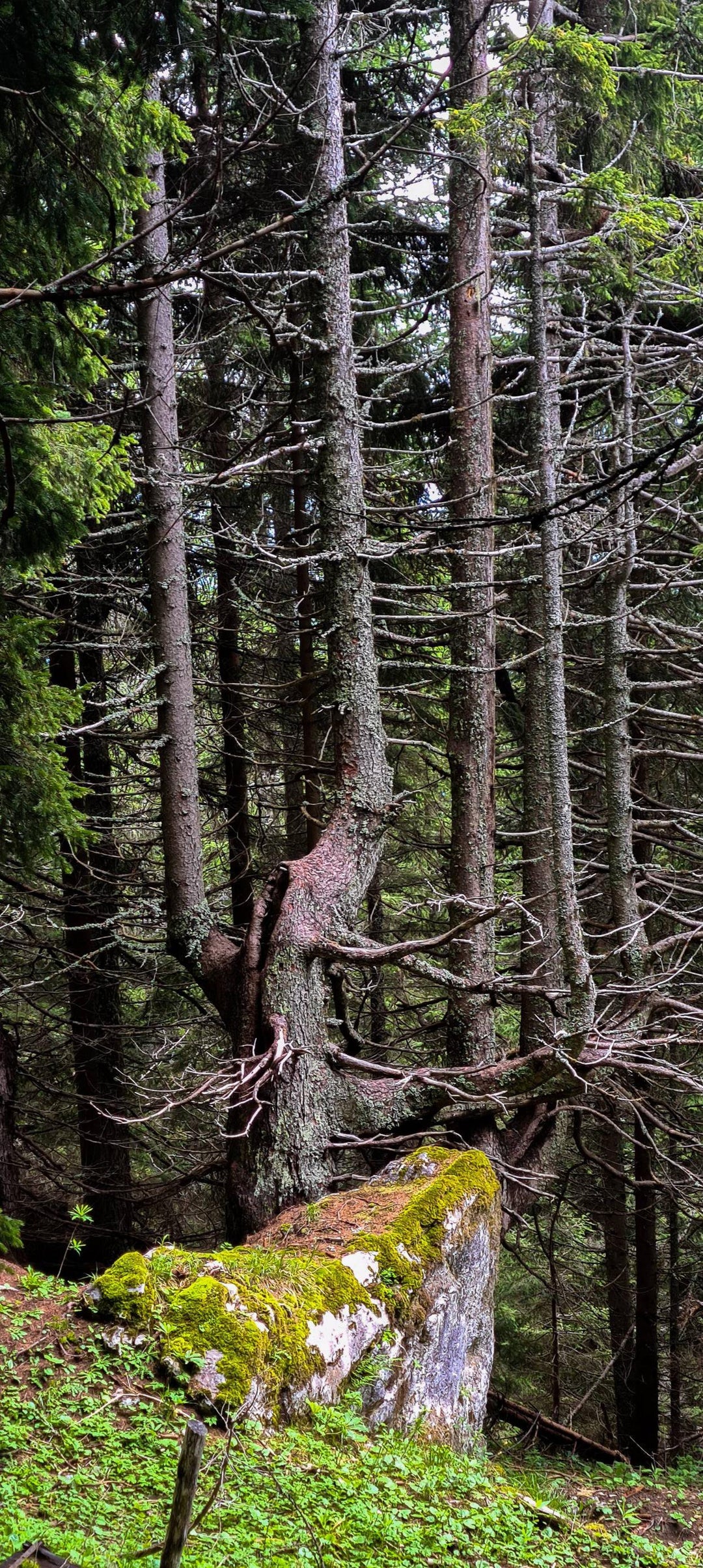 I saw this interesting tree today on a hike.