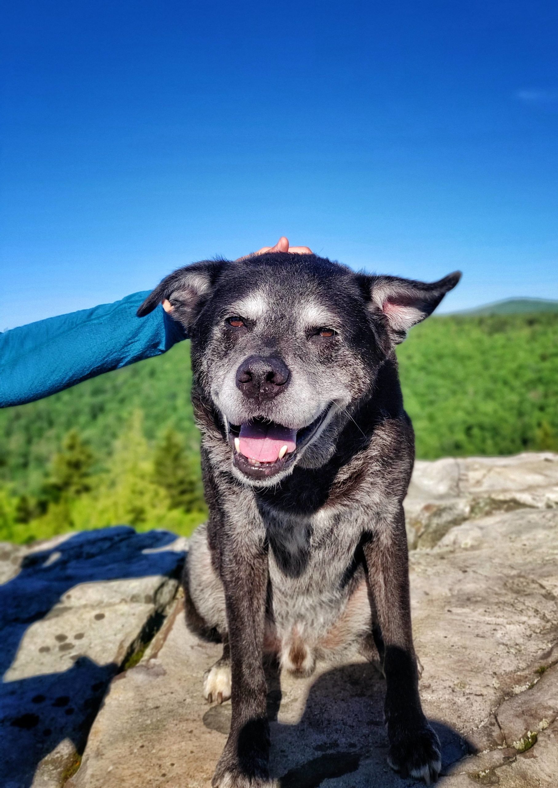 Old boy in his happy place, hiking scritches