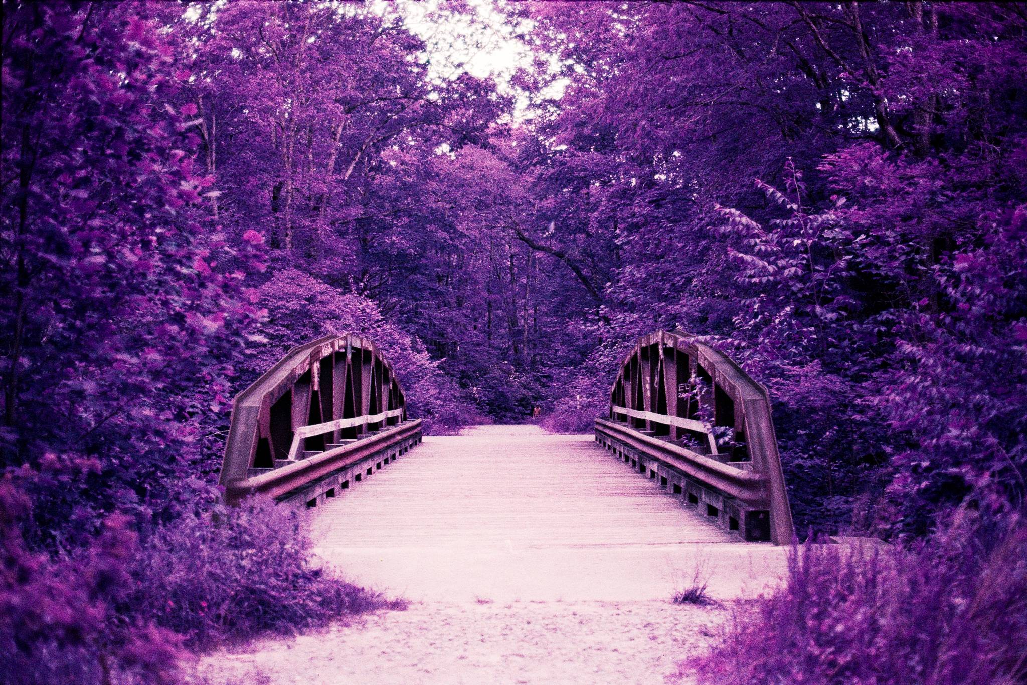 Another photo from the hike. Nikon f10050mm 1.8DLomo Purple