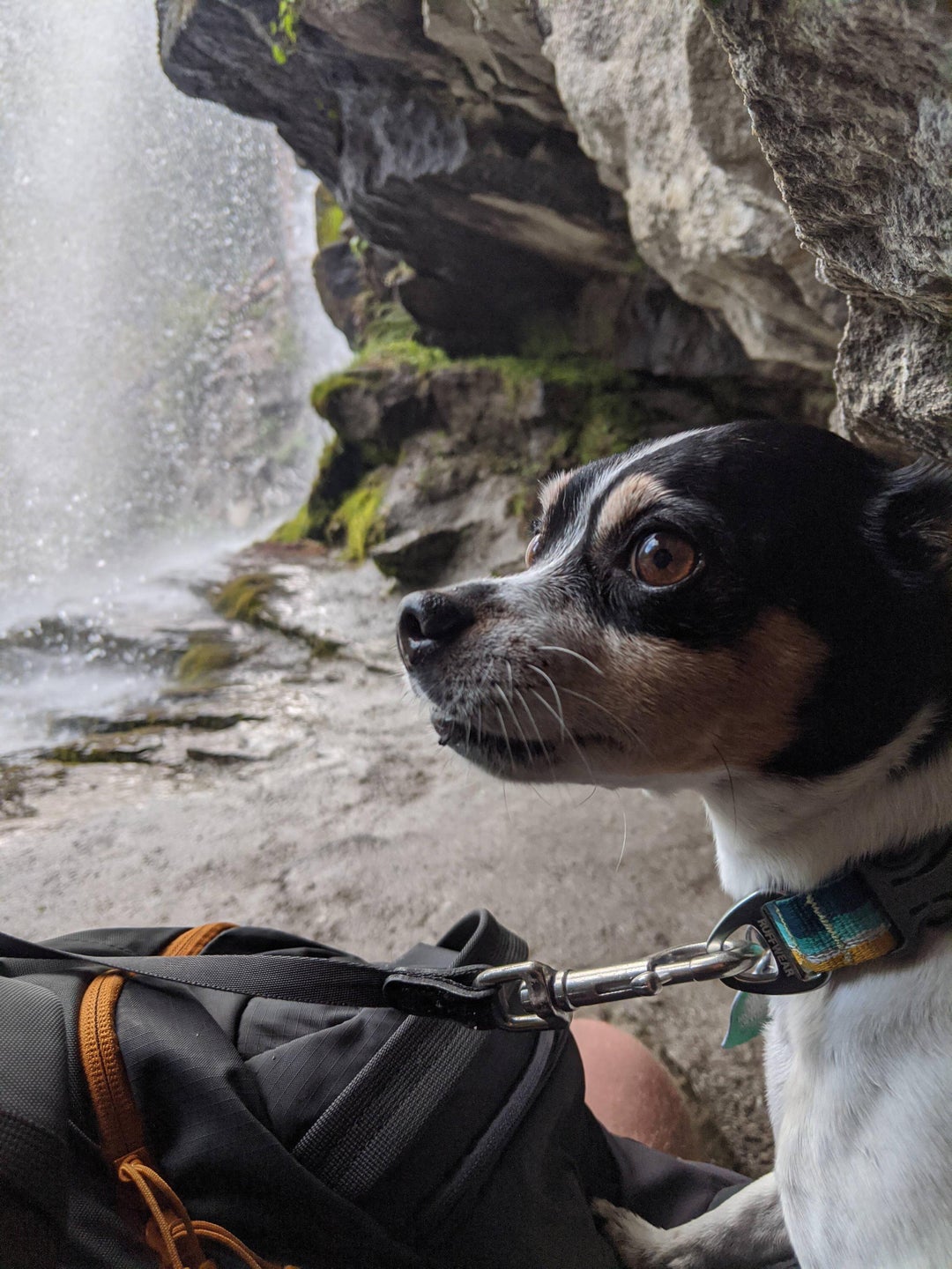 This is my best boy Bo. On his second hike ever, we went under a waterfall and shared this memory together