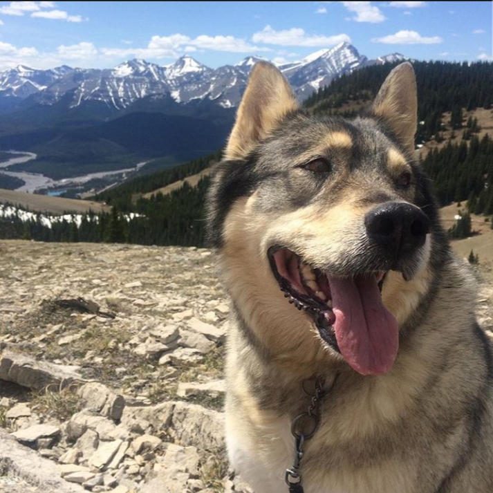 RIP This is my sisters dog Lincoln who just passed way while out on his nightly walk. He loved going hiking and was just an amazing timid dog. If someone could please help by writing a poem that i could share with her that would be amazing.