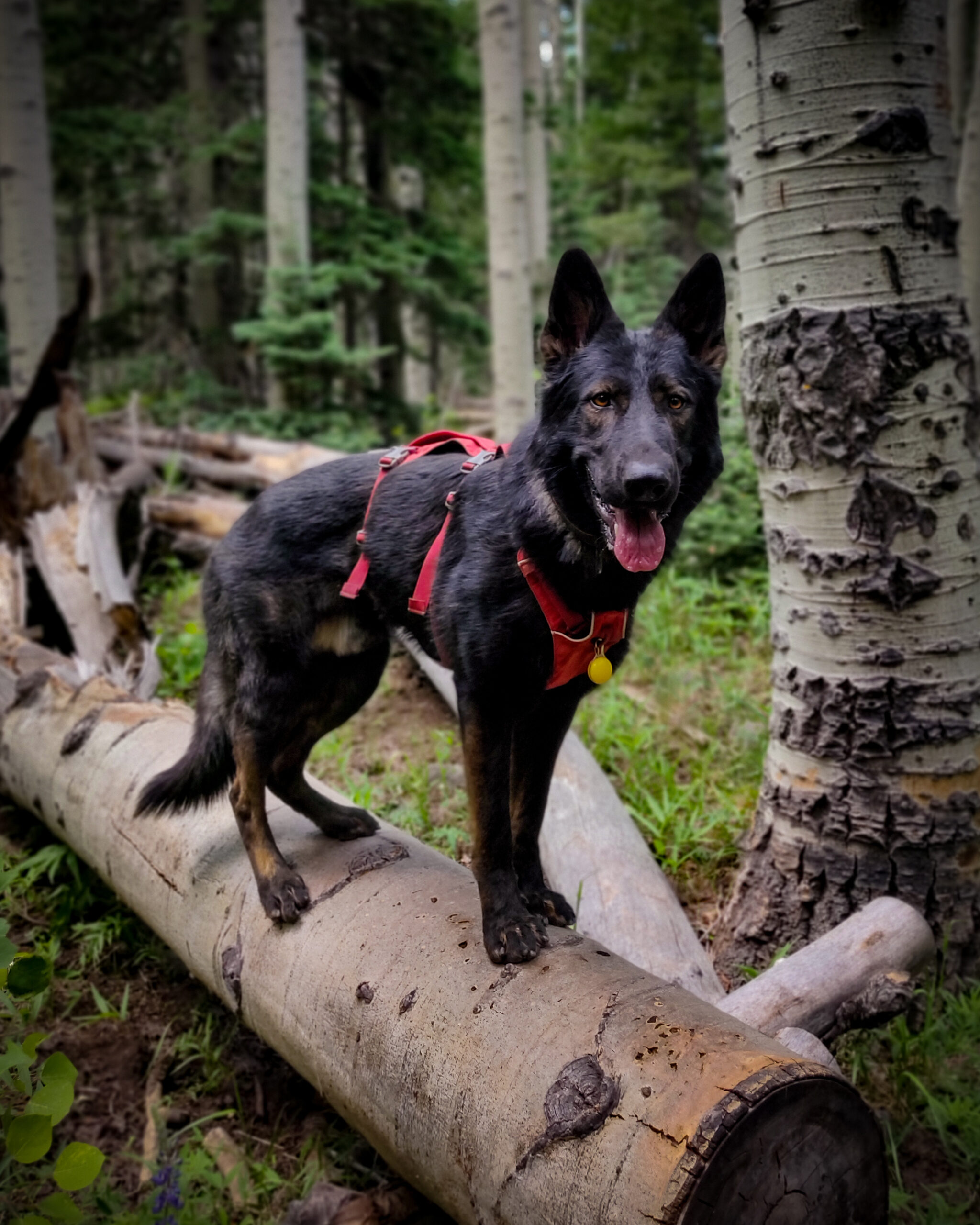 This boy had lots of fun on his first hiking trip to Flagstaff, Arizona