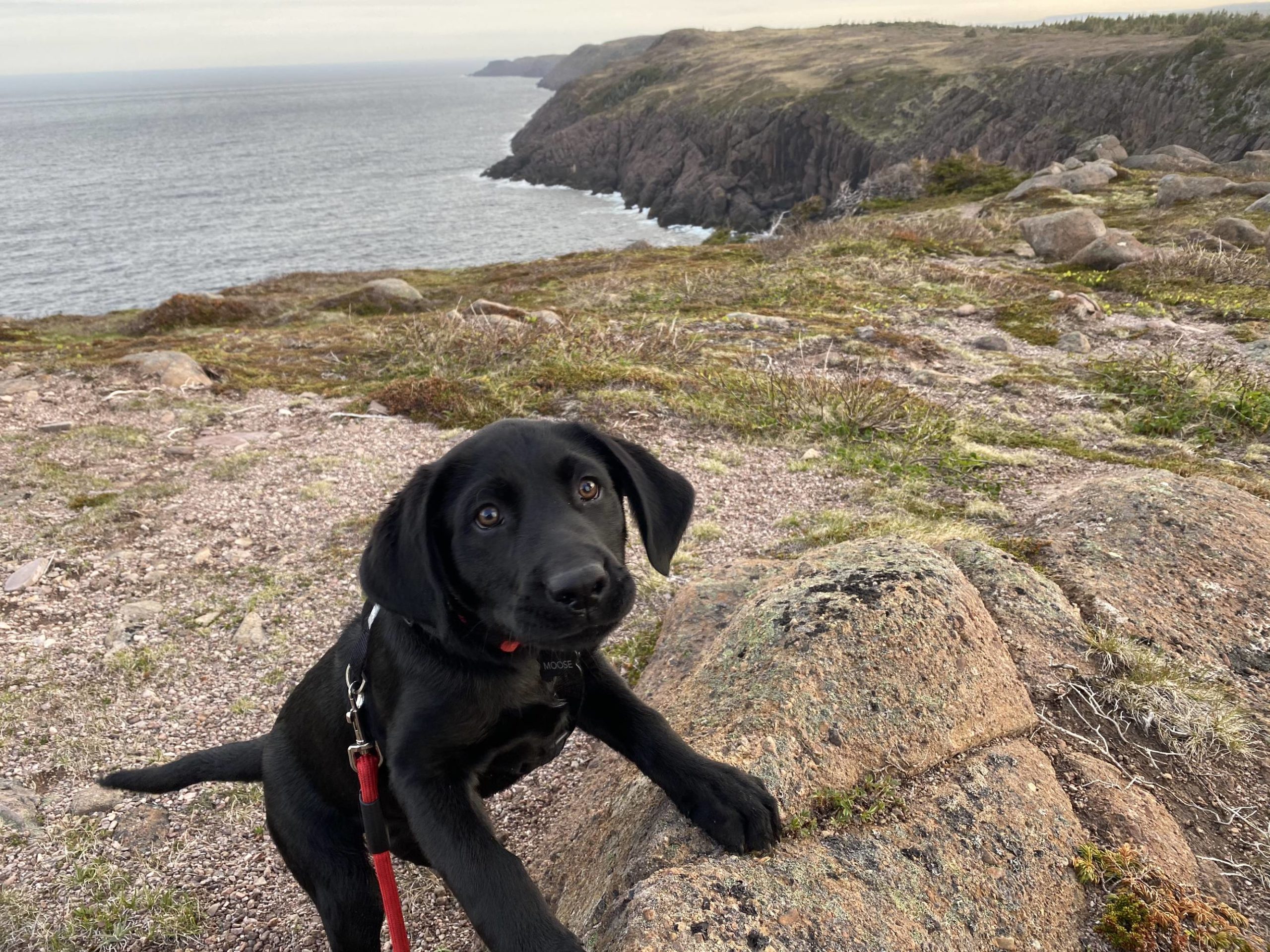 Moose quite enjoyed his hike at the most eastern point in North America. Cape Spear, Newfoundland.