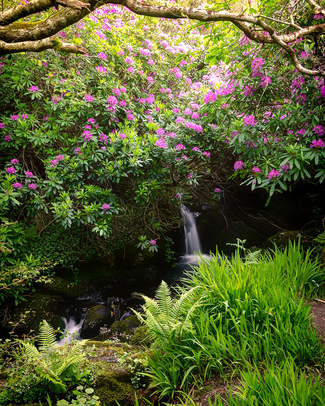 Posting a photo a day that Ive taken in Ireland. Stumbled across this while doing the Kerry Way hike. Cant remember the exact location but it was a nice surprise.