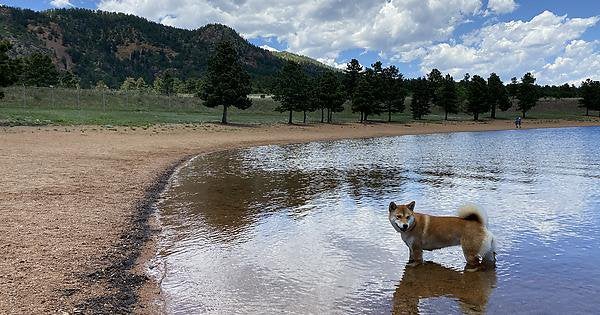 My shiba enjoys swimming and hikes off leash in the mountains. I hear thats unusual.