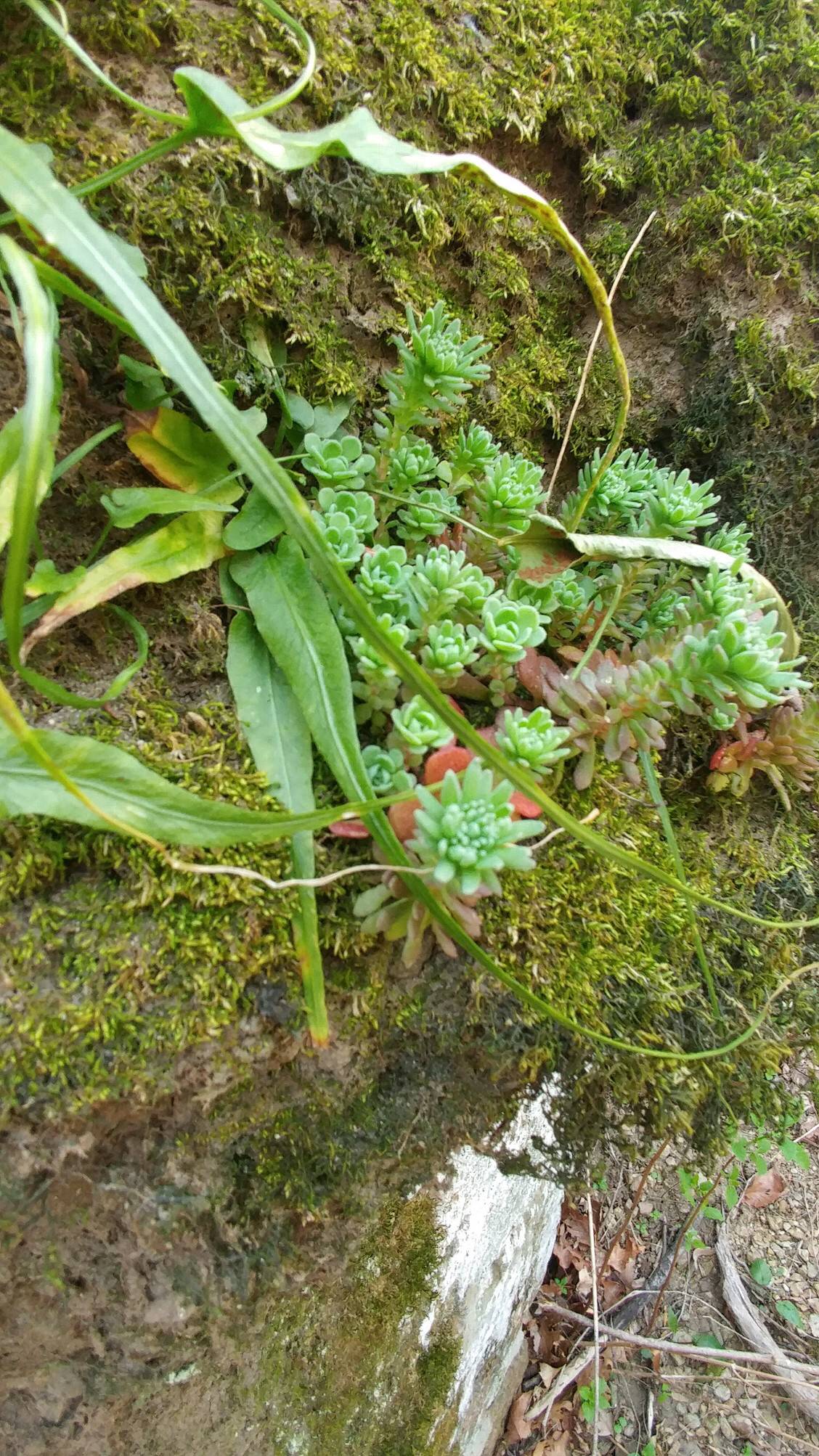 I found these hiking beside a creek a month or two back. Are these succulents I was under the impression that they didnt grow under conditions with a lot of moisture