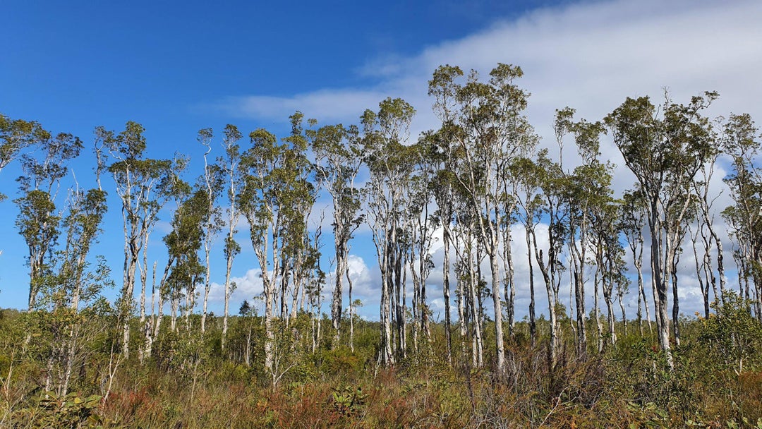 Mooloolah National Park hike