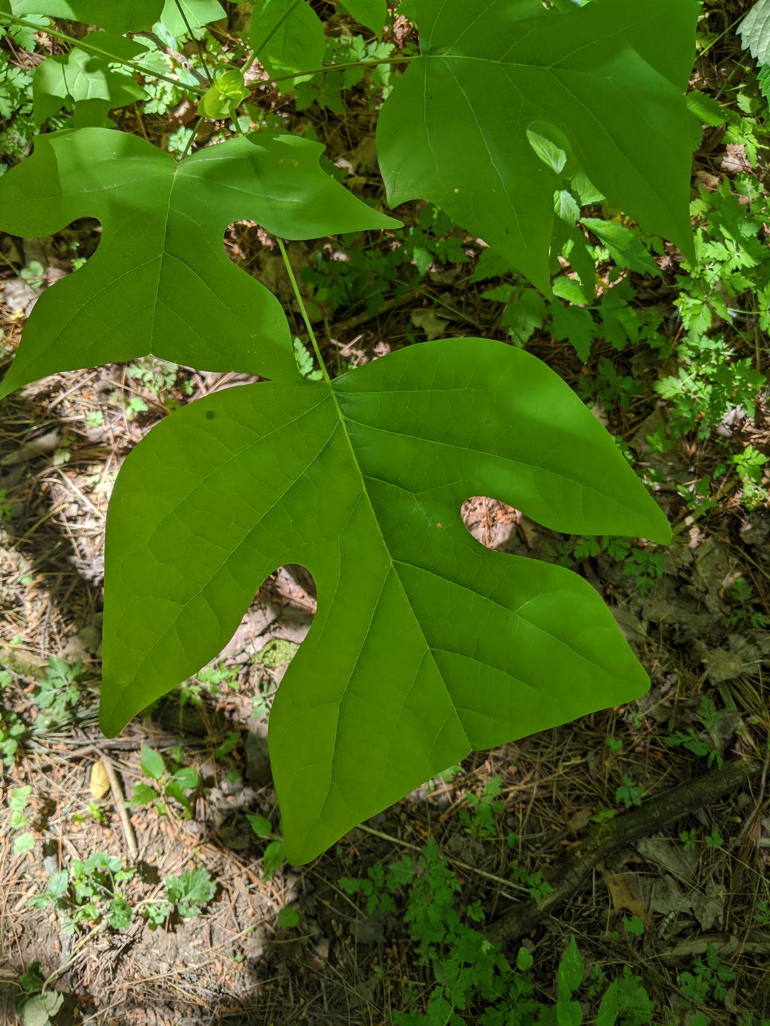 I went on a hike yesterday and found these, one from my childhood, and one Id never seen before Finger Lakes