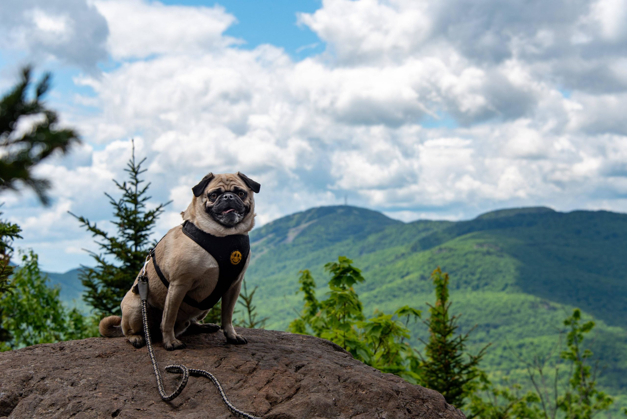 This Is Charlie. Today, Charlie Hiked 10km and Was Very Proud of Himself. He Is a Very Good Boy