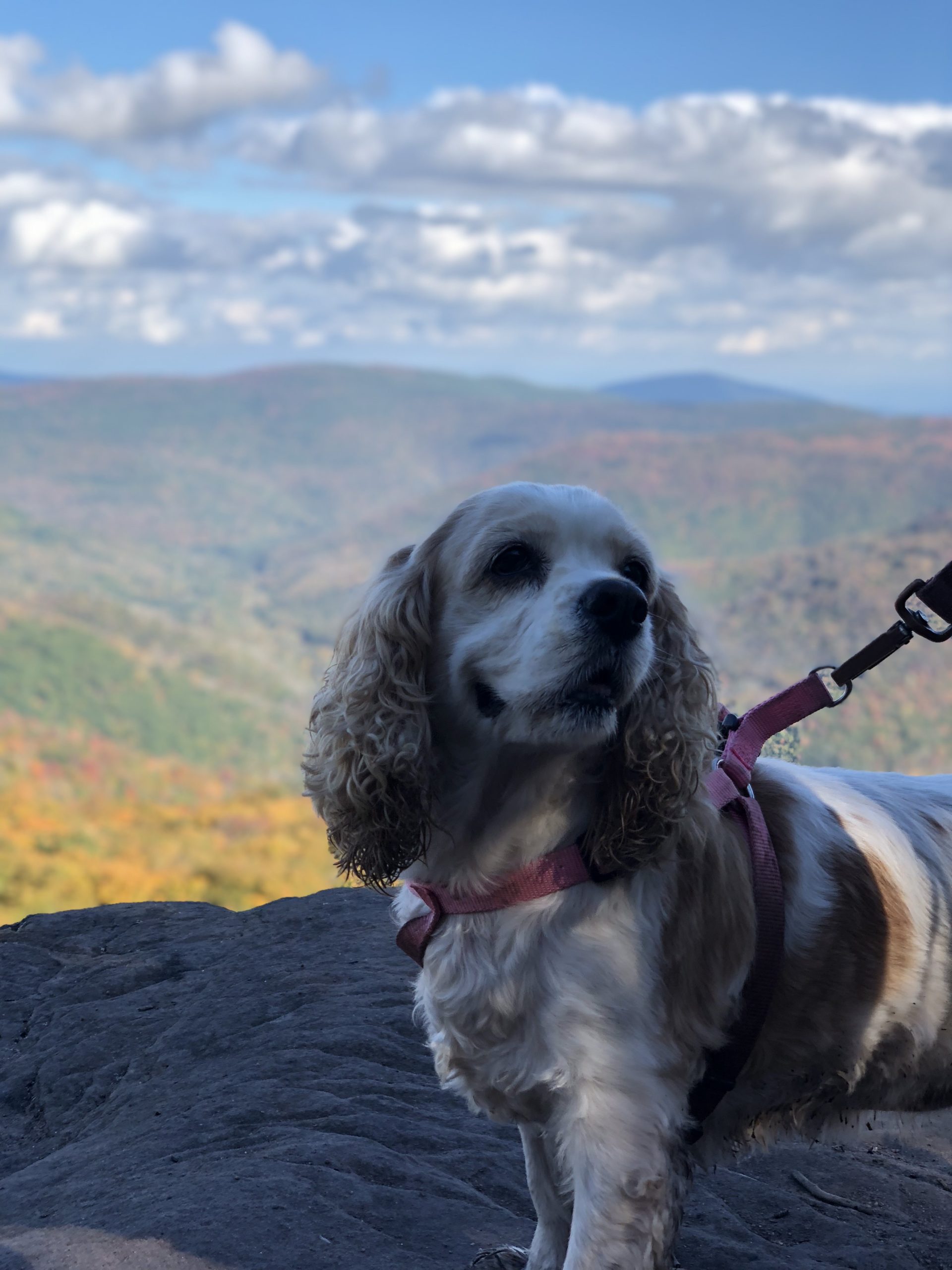 I Met This Cutie on a Hike