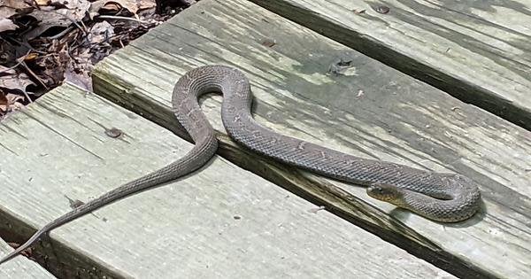 My brother saw this fellow hiking. Watersnake sw virginia