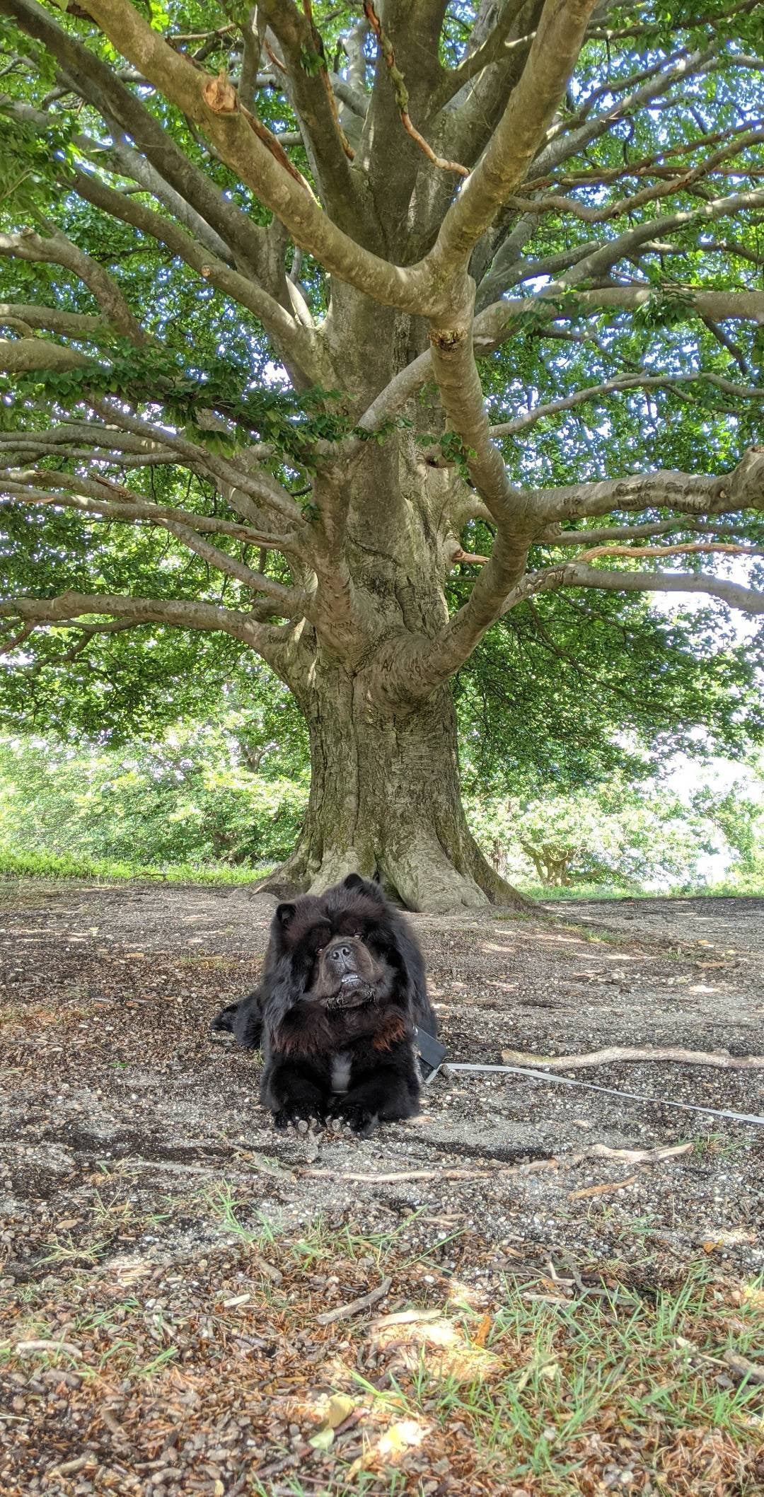 Thor tests under a tree during a hike.