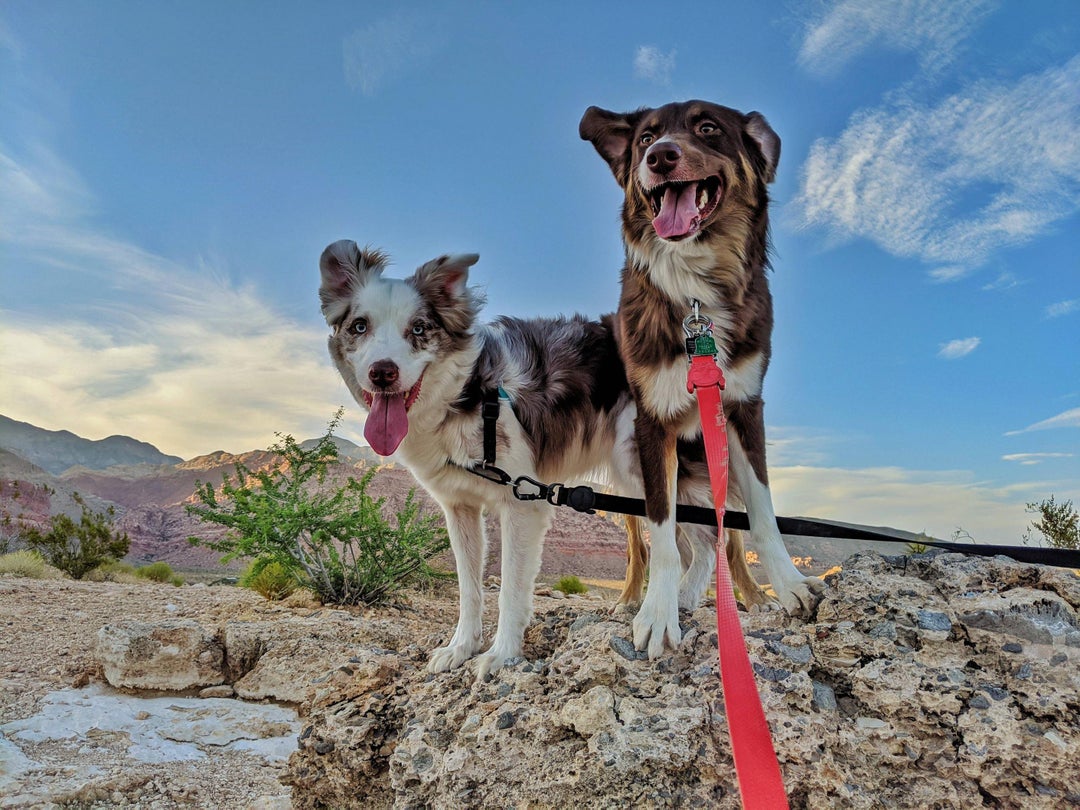 Sunset hike. Kaya red merle insisted on posing underneath Hux red tri.