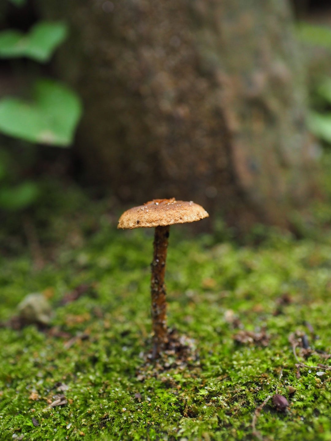 Some pictures of mushrooms in Japan I took while hiking. All unidentified as of yet.