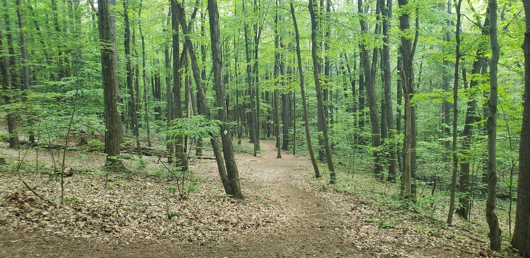 First Hike in Forever, Kinns Road Park, NY, USA